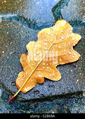 fallen oak leaf with raindrops Stock Photo
