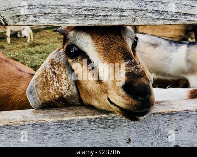 (Goat) Greatest Of All Time ? Stock Photo