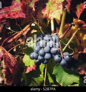 Black grapes ready for picking in Herefordshire England UK Stock Photo