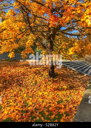 Beautiful autumn colors on a tree and leaves on the ground on a sunny day. Stock Photo