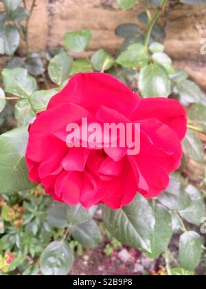 A single red rose in full bloom Stock Photo