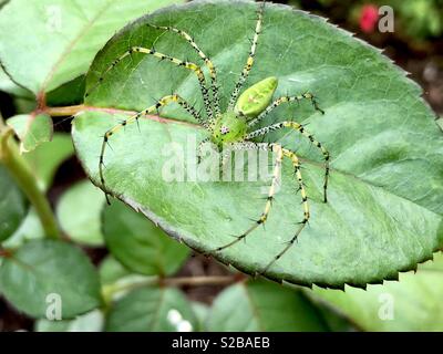 Lynx spider on a rose leaf Stock Photo