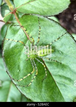 Lynx spider on a rose leaf Stock Photo