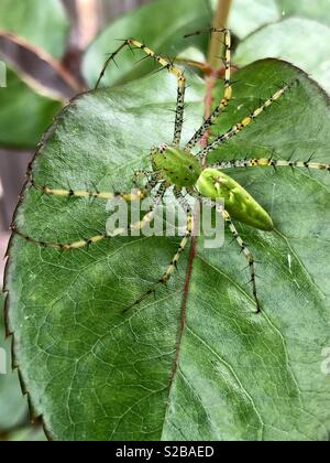 Lynx spider on a rose leaf Stock Photo