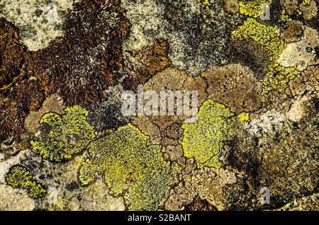 Moss and Lichen on Rocks, in Arisaig, Scotland forming a beautiful natural camouflage pattern Stock Photo