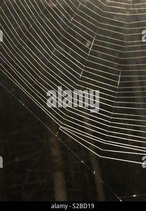 Flash to capture detail of a large spider web Stock Photo