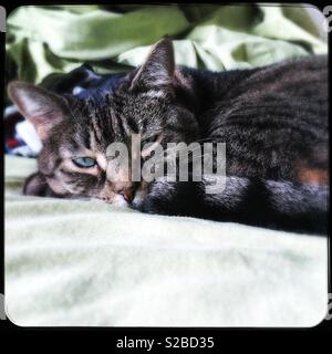 My tabby cat resting on bed at home Stock Photo