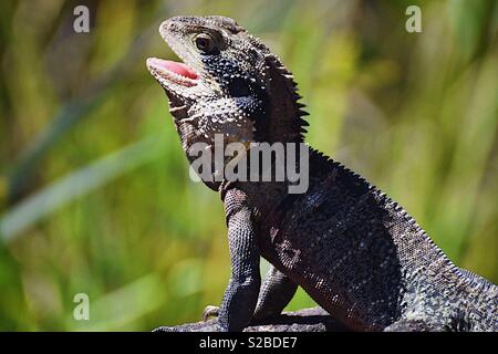 Native Australian Frilled neck lizard Stock Photo