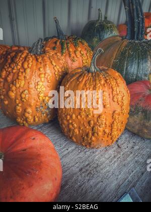 Warty pumpkins are showcased Stock Photo