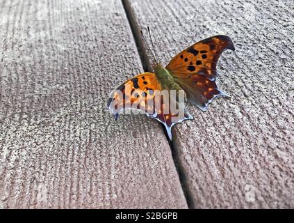 Beautiful orange and black eastern comma Butterfly sitting on a wooden deck also known as anglewing. Stock Photo