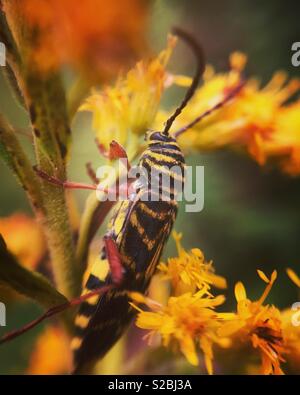 Locust borer beetle, Wayne county, Pennsylvania Stock Photo