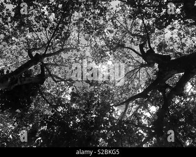 A looking up through the branches view of a maple tree Stock Photo - Alamy