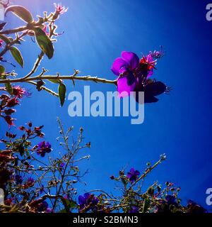 巴西野牡丹 Tibouchina Seecandra Cogn Stock Photo Alamy