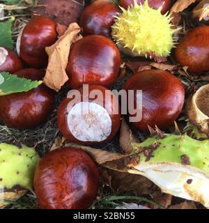 Horse chestnut conkers lying on the ground Stock Photo