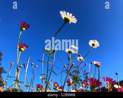 Daisy type flowers against a blue sky, October. Stock Photo