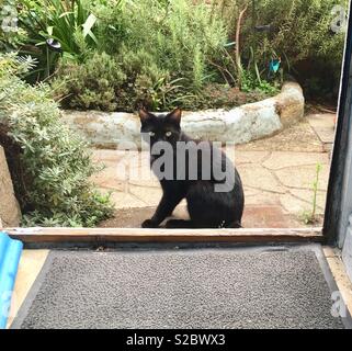 The cat sat on the door mat - black shorthair cat Stock Photo