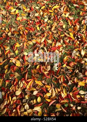 autumn leaves on the ground showing red, yellow, orange colour plus green grass. Stock Photo