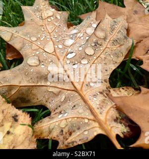 Autumn leaves on the ground covered in morning dew Stock Photo