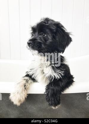 Tibetan Terrier Puppy Stock Photo