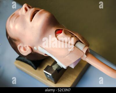 Head and neck of a medical mannequin - simulation, practice for anaesthetists and surgeons. Stock Photo