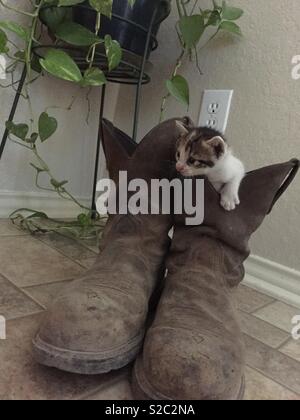 Kitten in work boots Stock Photo