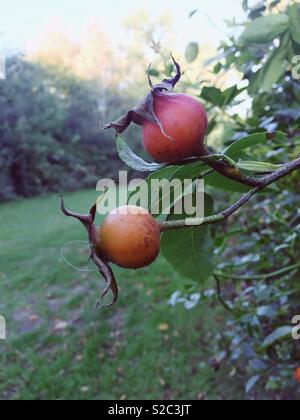 Medlar tree apples in Clissold Park, Stoke Newington, North London Stock Photo