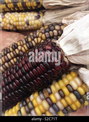 Autumn Display of Indian corn, USA Stock Photo
