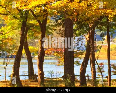 Japanese Maple trees at Nami Island in South Korea. Stock Photo