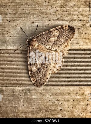 Textures and patterns - a moth blending in with the concrete. Stock Photo