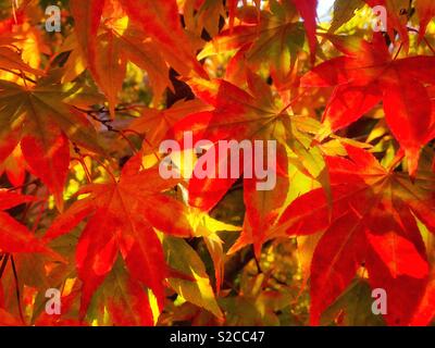 Red and yellow backlit Japanese maple leaves  (Acer spp.), October. Stock Photo
