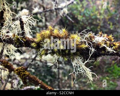 Moss on a tree at Cape Disappointment, in washington, USA. Stock Photo