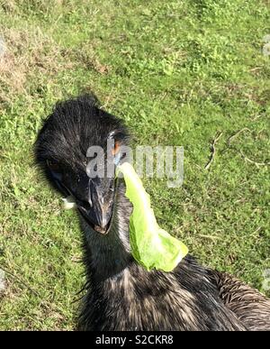 Emu with meerschaum Stock Photo