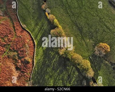 Aerial shot of a field in autumn with sheep and a dry stone wall Stock Photo