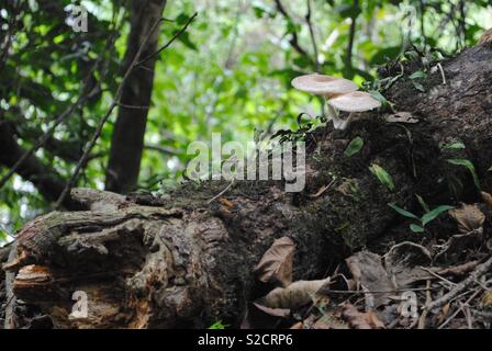 Two Wild unidentified mushrooms are growing together on a trunk of a fallen tree in Brazilian tropical forest Stock Photo