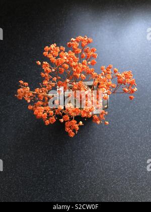Rich burnt orange flower in a vase on a black worktop Stock Photo