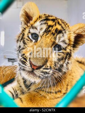 Portrait of a young Amur tiger cub Stock Photo