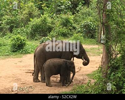 Mum looks after baby elephant Stock Photo