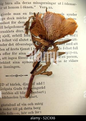 A pressed flower in an old book. Stock Photo