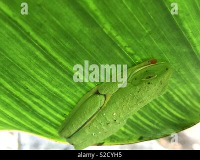 Sleeping red eyed tree frog, Costa Rica Stock Photo
