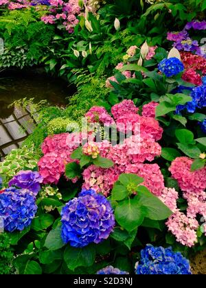 Hydrangea and maiden hair ferns in a hothouse Stock Photo