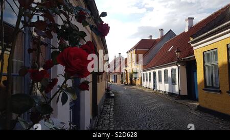A rose bush clings to a home in the quaint island village of Ærøskøbing in Denmark, with late evening sunshine illuminating the historic half-timbered houses Stock Photo