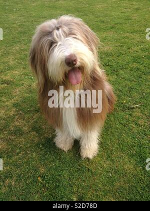 Bearded collie puppy with tongue out Stock Photo