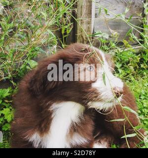 Bearded collie puppy outside Stock Photo
