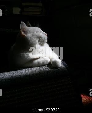 White cat ready for her close up. Cat profile resting in sunlight on a kitty wave chair. Stock Photo