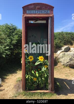 Abandoned British telephone box with sunflowers growing inside - Isles of Scilly, UK Stock Photo