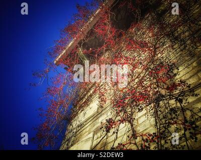 Berries on vine cascading down brick building Stock Photo
