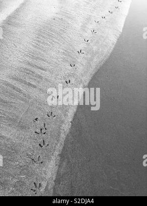 Bird footprints in sand alongside the edge of a tidal pool. Stock Photo
