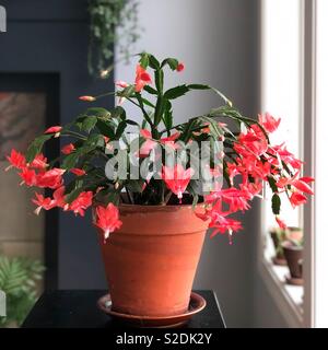 A fully blooming schlumbergera (Christmas cactus). Stock Photo