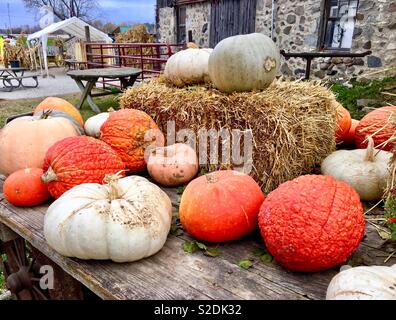 Various gourds, including white pumpkins, bright red pumpkins, and red wrinkly pumpkins on wagon with hay bales with old stone foundation farm Stock Photo