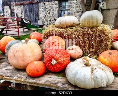 Various gourds, including white pumpkins, bright red pumpkins, and red wrinkly pumpkins on wagon with hay bale with old stone foundation farm Stock Photo